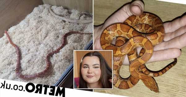 Woman shocked to find neighbour's snake in her bed in the middle of the night