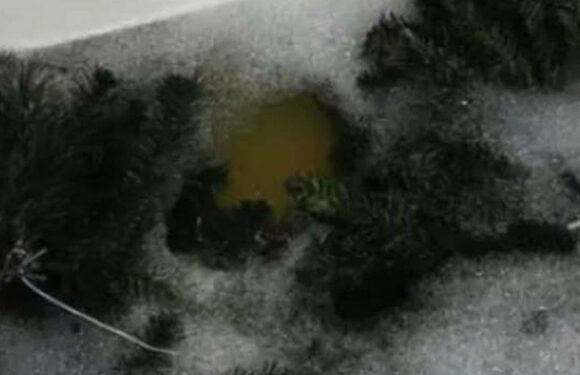 Woman washes Christmas tree in bathtub as it leaves people baffled