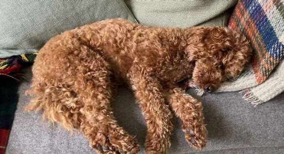‘Five minutes with poodle puppy changed my life for the better’