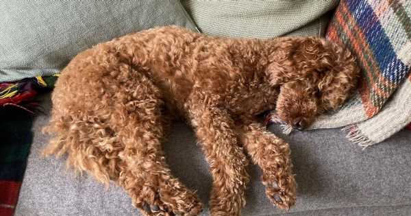 ‘Five minutes with poodle puppy changed my life for the better’