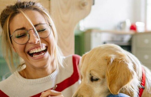 7 common Christmas treats you should never give your dog