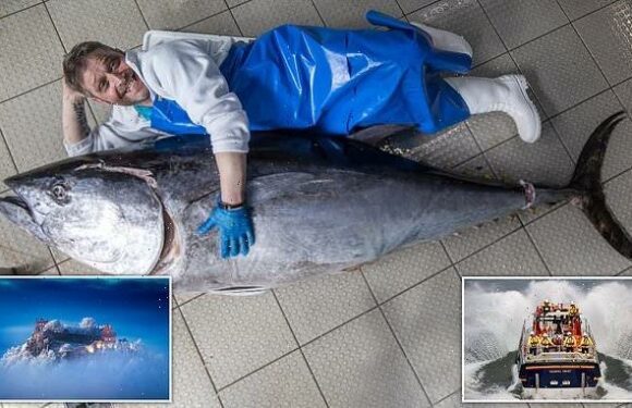 A 7ft tuna which dwarfed the fishmonger – the standout photos of 2022