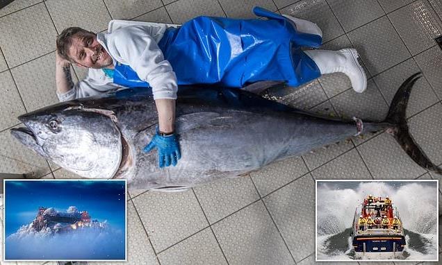 A 7ft tuna which dwarfed the fishmonger – the standout photos of 2022