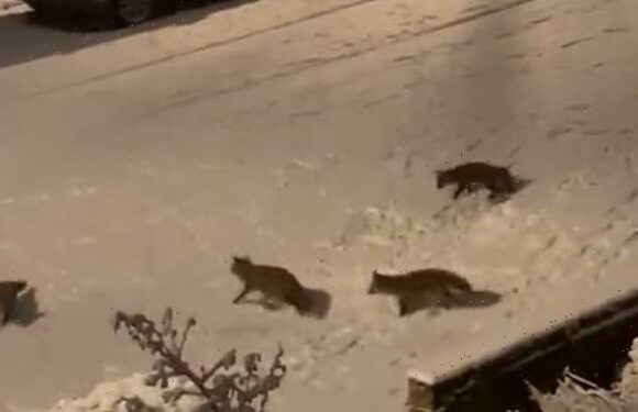 Adorable moment foxes play in the London snow