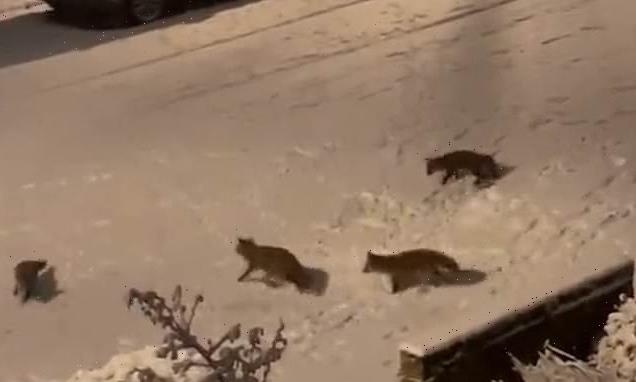 Adorable moment foxes play in the London snow