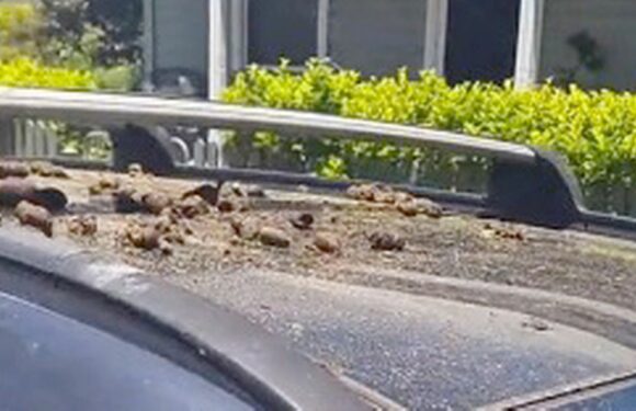Angry ‘Karen’ throws poo and boiling water over mum’s car in parking dispute