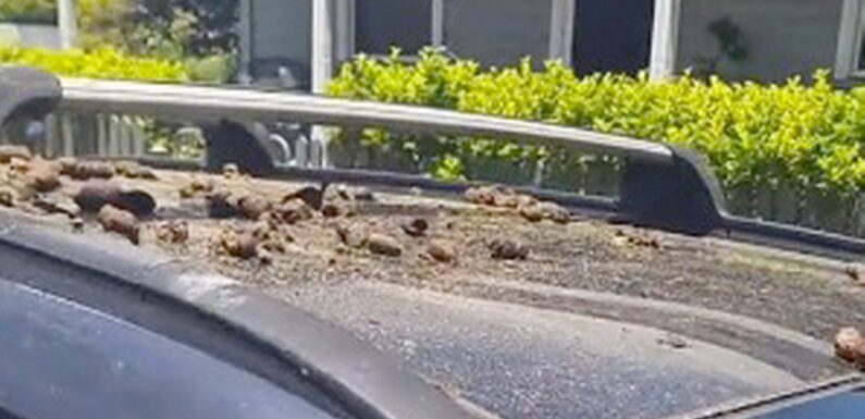 Angry ‘Karen’ throws poo and boiling water over mum’s car in parking dispute