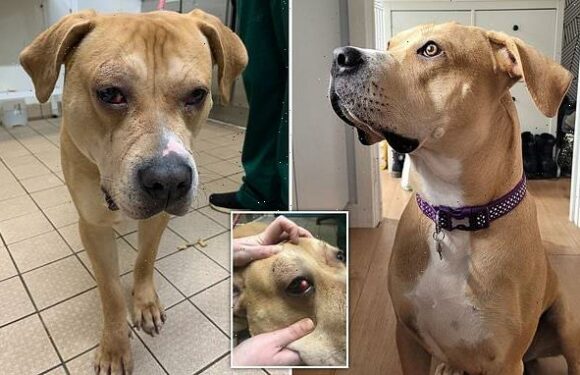 Battered and bruised puppy who was hit finds a loving new home