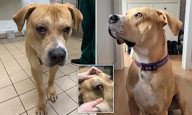 Battered and bruised puppy who was hit finds a loving new home