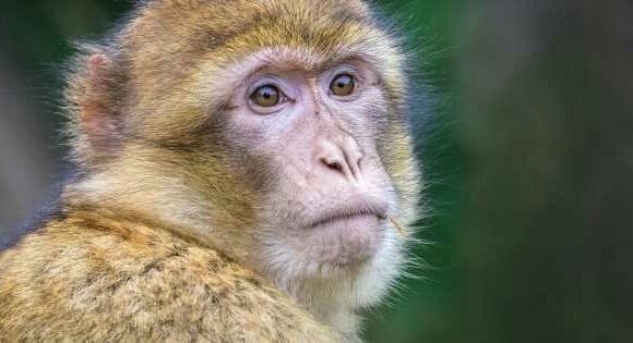 ‘Bioterrorism risk’ over monkeys imported from Cambodia, warn PETA researchers