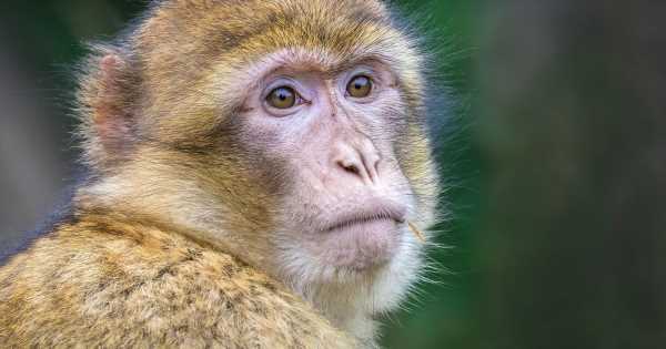 ‘Bioterrorism risk’ over monkeys imported from Cambodia, warn PETA researchers