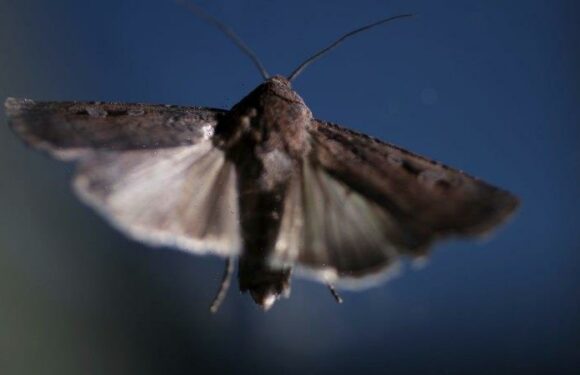 Bogong but not forgotten: Rare moth on the rebound