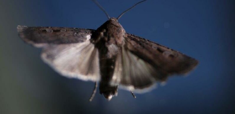 Bogong but not forgotten: Rare moth on the rebound