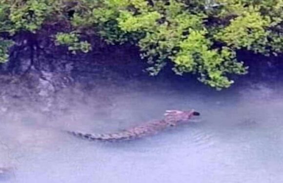 Boy, 1, eaten alive by crocodile that snatched him from canoe as dad helplessly tried to fight it off | The Sun