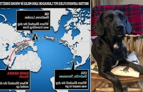 British Airways flies pet Labrador 3,000 miles in the wrong direction