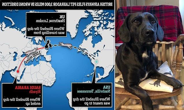 British Airways flies pet Labrador 3,000 miles in the wrong direction