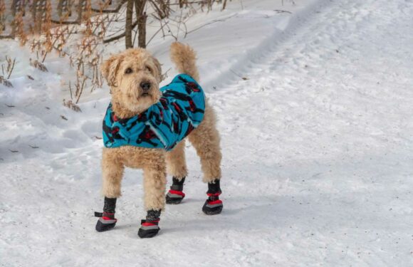 Can I walk my dog in the snow? | The Sun