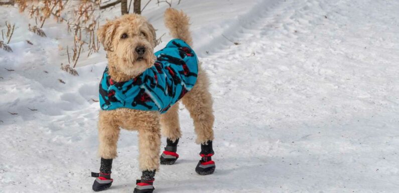 Can I walk my dog in the snow? | The Sun