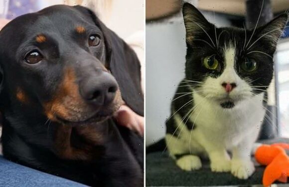 Cats could soon outnumber dogs as cost sees owners put off neutering