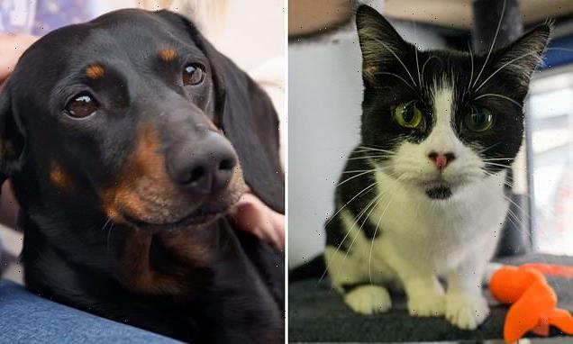 Cats could soon outnumber dogs as cost sees owners put off neutering