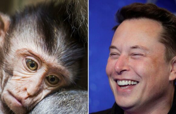 Elon Musk’s ‘Monkey Disneyland’ under investigation for 1500 animal deaths