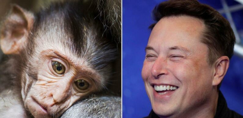 Elon Musk’s ‘Monkey Disneyland’ under investigation for 1500 animal deaths