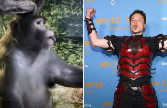 Elon Musk’s telepathic monkey learns to type with its brain and charge batteries