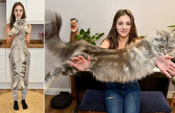 Everyone thinks my enormous 24.3lbs cat is a LION