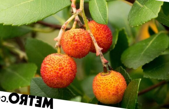 Gifts for plant lovers this Christmas: From ivy to winter honeysuckle