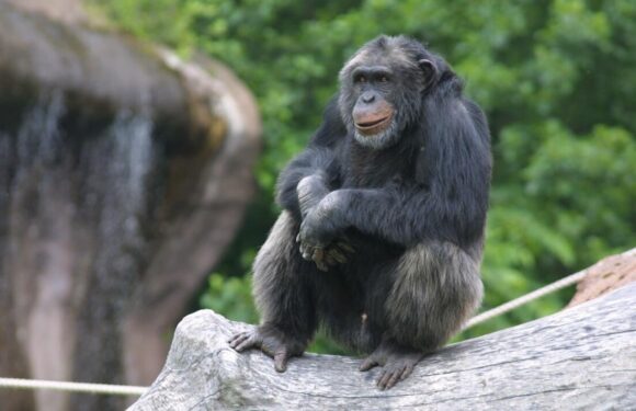 Horror as four chimps shot dead after five escape from Swedish zoo