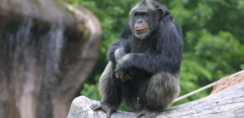 Horror as four chimps shot dead after five escape from Swedish zoo
