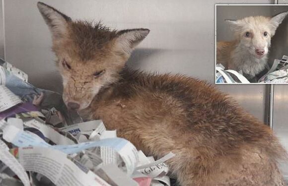 Injured fox was so unwell and dirty his white fur appeared brown