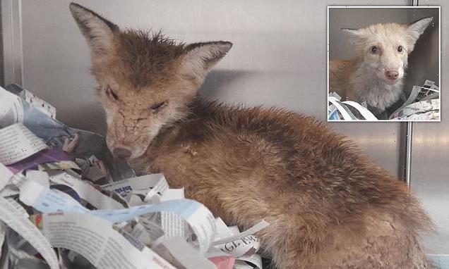Injured fox was so unwell and dirty his white fur appeared brown