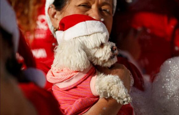 I'm a pet expert – here's four Christmas foods you CAN'T feed to pets – it's deadly | The Sun