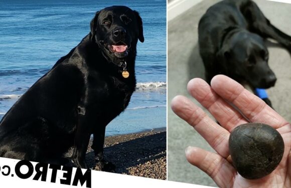 Labrador saved after swallowing a stone the size of a lime