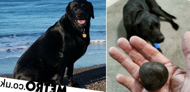Labrador saved after swallowing a stone the size of a lime