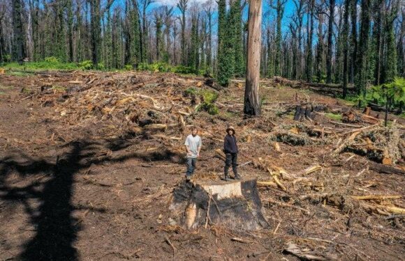Logging agency VicForests blames legal woes for record financial loss