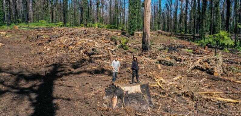 Logging agency VicForests blames legal woes for record financial loss