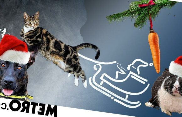 Looking to adopt? These 20 pets are desperately looking for homes this Christmas