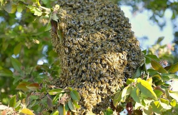 Man stung to death when talking to bees he believed were his ancestors