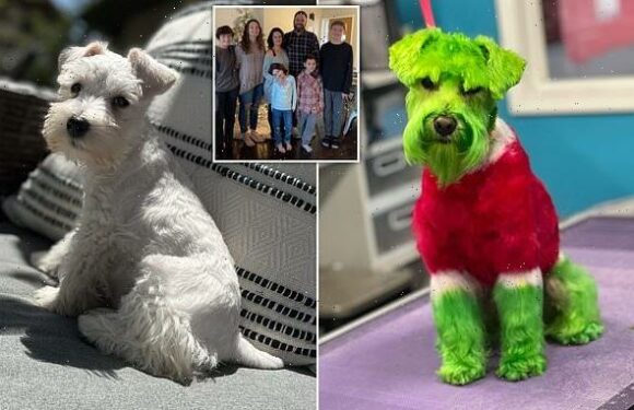 Mom hits back against criticism of dog Rizzo's Christmas makeover