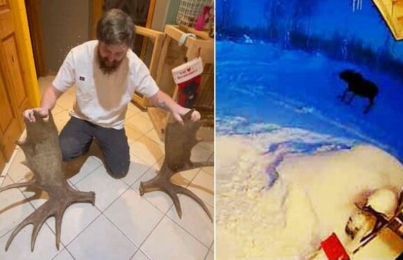 Moment Alaskan MOOSE shakes off antlers and runs off without them