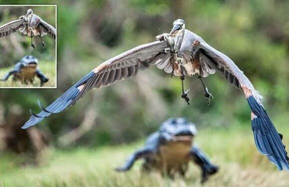 Moment heron picks up hatchling alligator at Orlando Wetlands Park