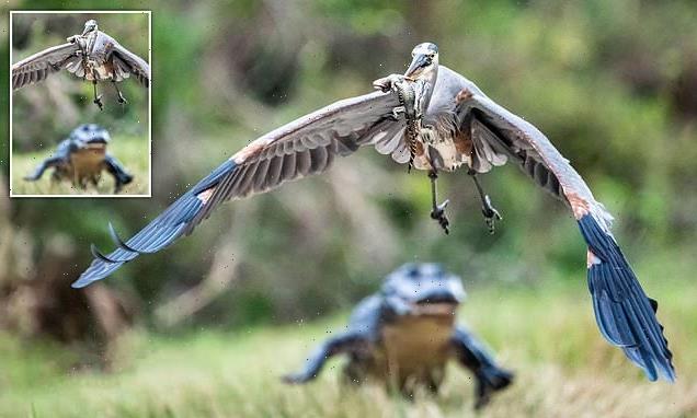 Moment heron picks up hatchling alligator at Orlando Wetlands Park