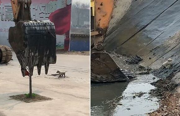 Moment puppy who fell into a river is scooped up by a digger