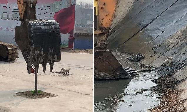 Moment puppy who fell into a river is scooped up by a digger