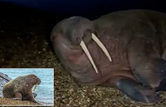 Moment walrus named Thor grunts at fisherman who got 'a bit too close'