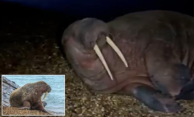 Moment walrus named Thor grunts at fisherman who got 'a bit too close'