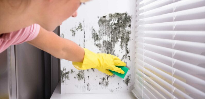 Mrs Hinch fans reveal the easy £1 hack to stop mould growing back and you probably already have it in your bathroom | The Sun