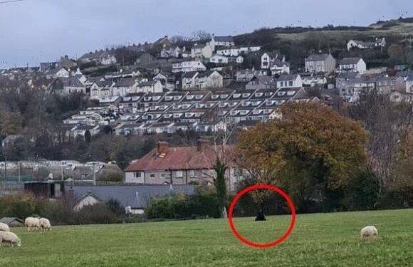 Mystery black beast is claimed to be a 'panther or a puma' in Wales